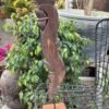 Antique Wooden Bracket Figure - Hand-Carved Architectural Sculpture (26")