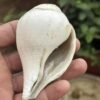 Antique Old Religious Hindu Pooja Rare Vishnu Sankha Rare