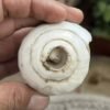 Antique Old Religious Hindu Pooja Rare Vishnu Sankha Rare 4